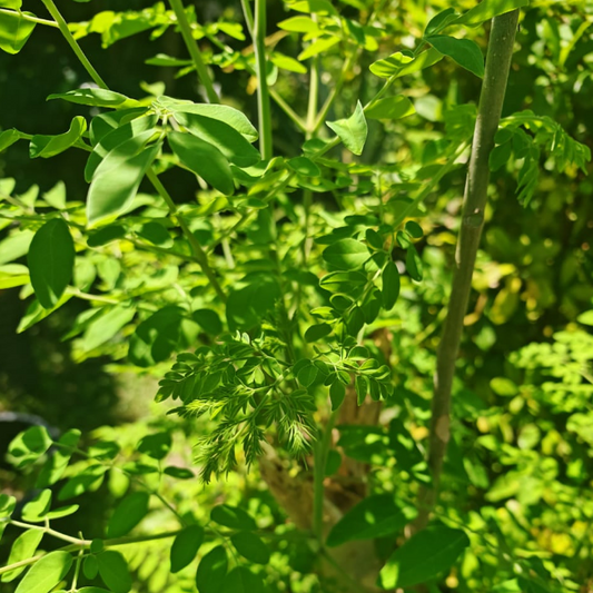 辣木的特性与功能