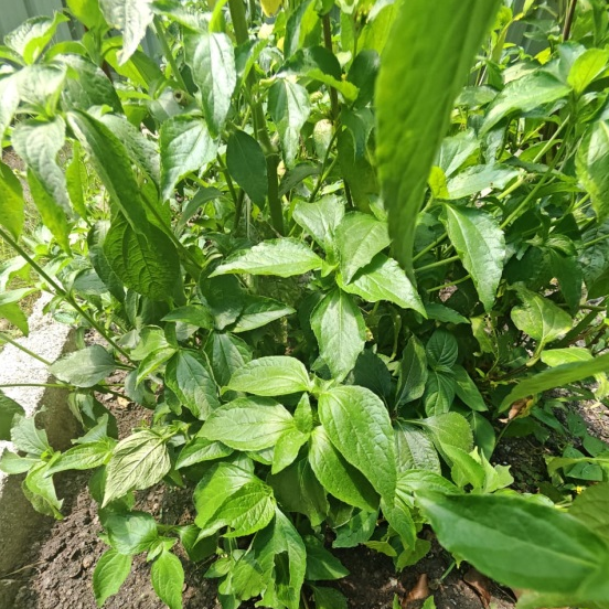 金腰箭的功能与应用
